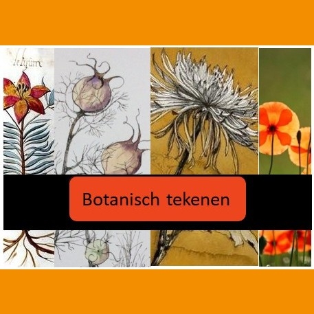 Botanisch Tekenen – Kijken met een frisse blik